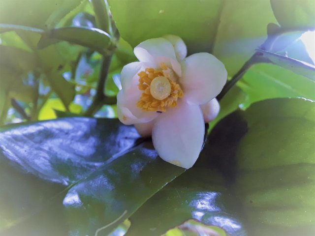 grapefruit flower tree.jpg