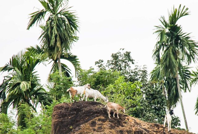 kambing 2.jpg