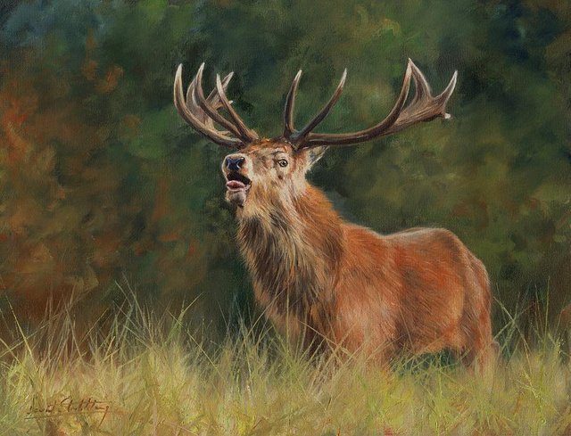 2-red-deer-stag-david-stribbling.jpg