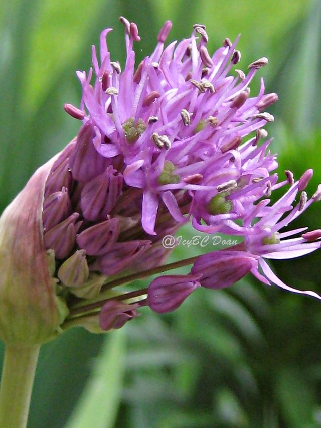 allium.JPG