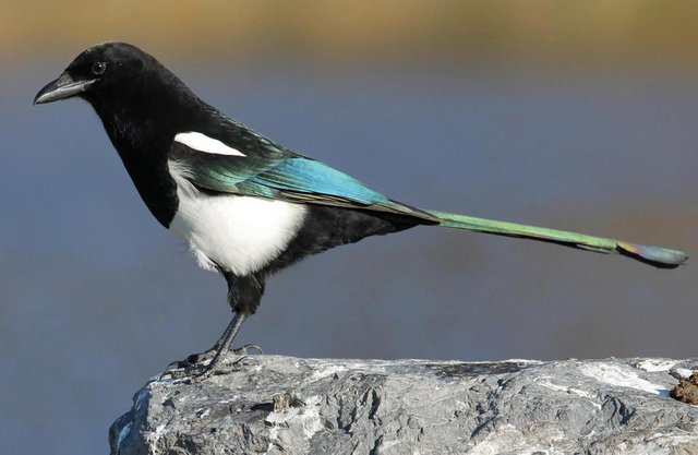 Black-billed_Magpie_NeeravBhatt_FlickrCC_314.jpg