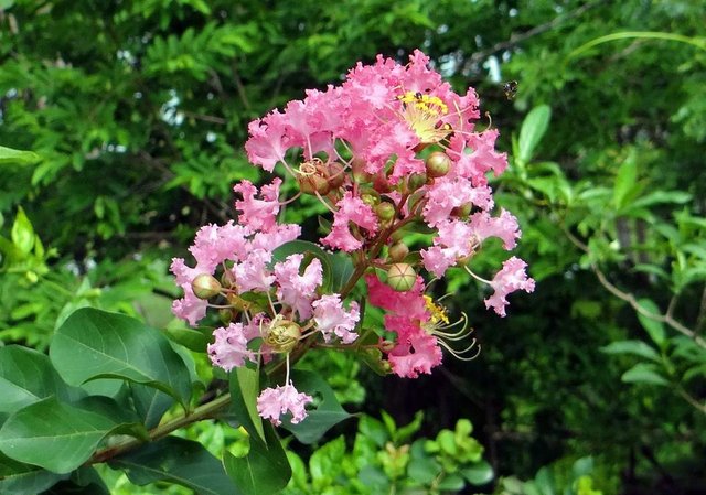 crape-myrtle-382240_1920.jpg