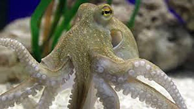 Alien-Octopuses-2.jpg