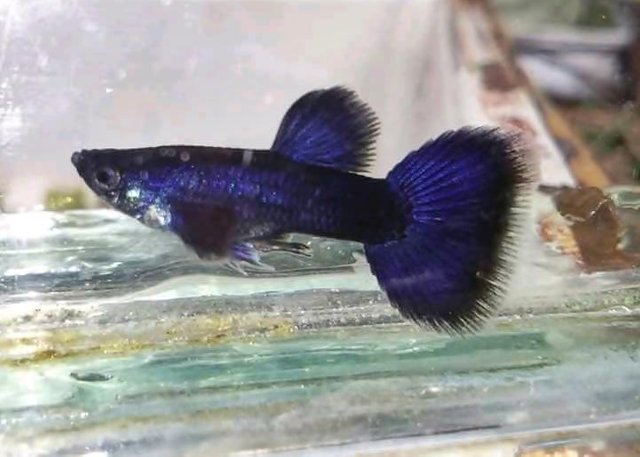 my fish.jpg