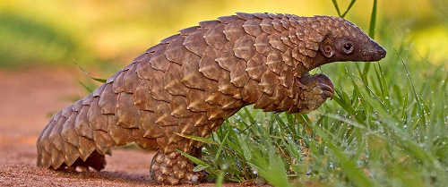 pangolin-slider.png