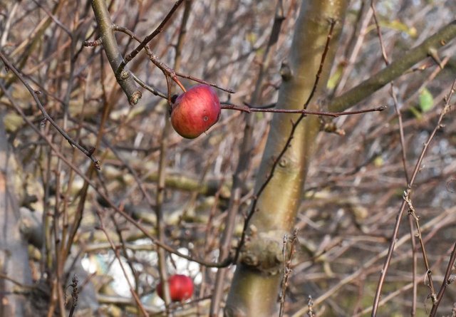 apple tree winter 1.jpg