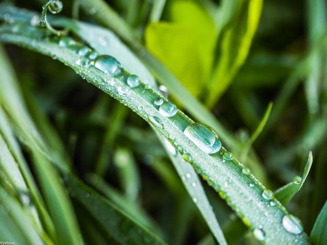 macro drops after rain 1.jpg