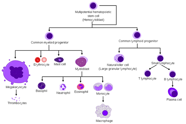 Hematopoiesis_simple.svg.png