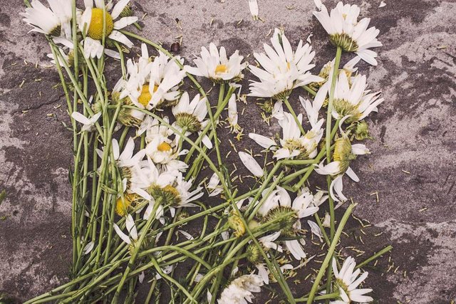 flowers-marguerites-destroyed-dead.jpg