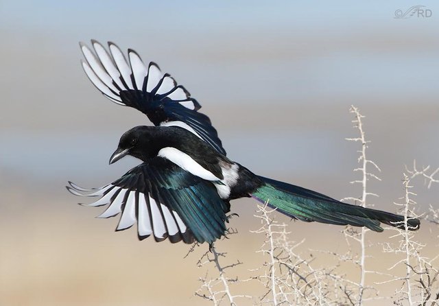 magpie.jpg