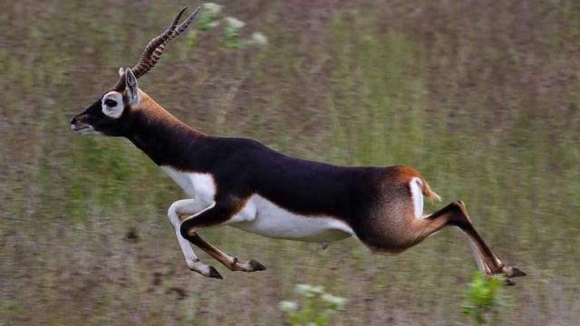 state animal of Punjab-Blackbuck — Steemit