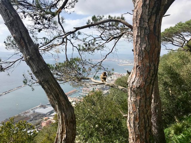 Gibraltar-the-rock-felsen-von-Gibraltar-Affen-Europa-Afrika-3.jpeg