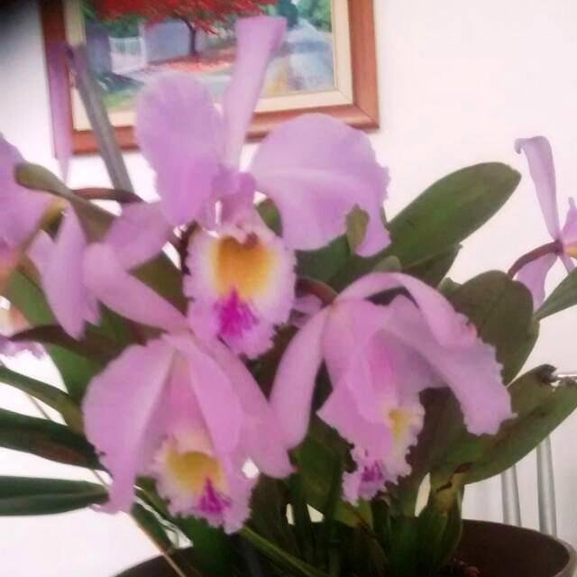 mis orquídeas.jpg
