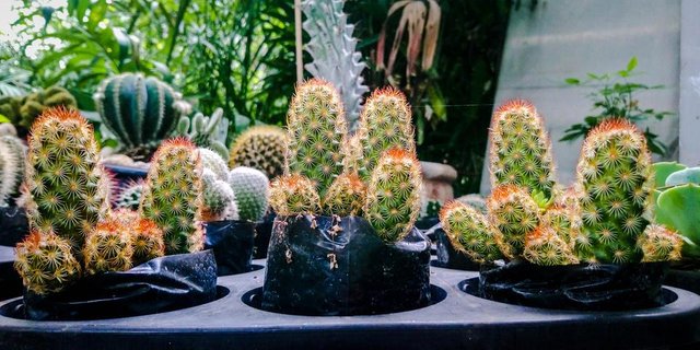 3 cactus.jpg