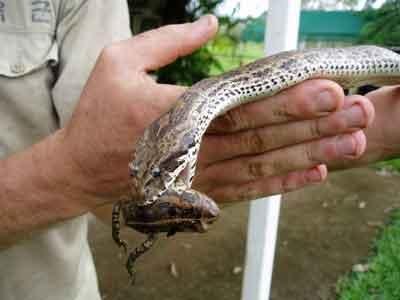 Death-adder-with-cane-toad.jpg