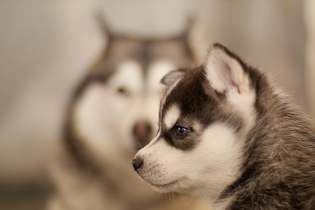 husky-siberiano-cachorro-racas1.jpg