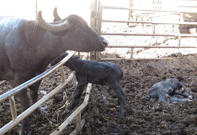 buffalo calf.jpg