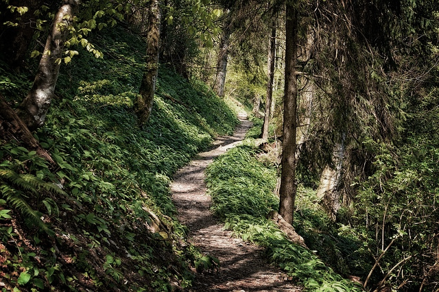 path in the forest