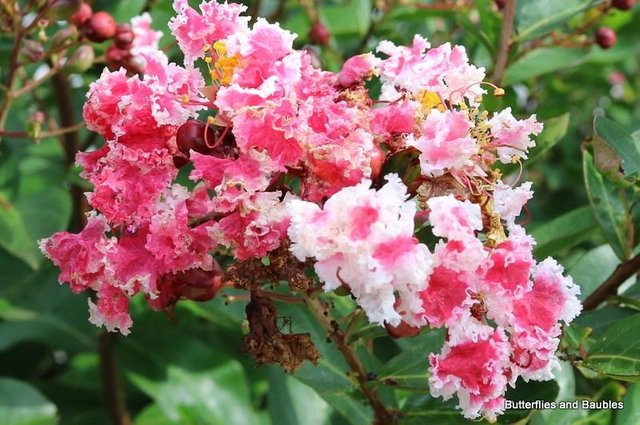 Crepe-Myrtle-Close-Up.jpg