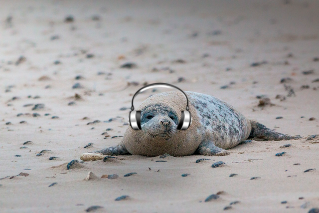 grey-seal-1969534_1280.png