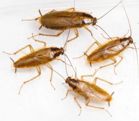 Baby-Roaches-800x492.jpg