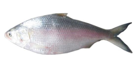 ilish_mas.jpg