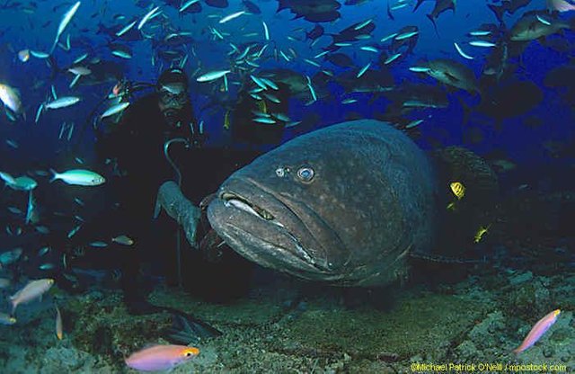 Queensland-Grouper-2-by-Michael-Patrick-ONeill-Beqa-Adventure-Divers-Pacific-Harbour-Fiji.jpg