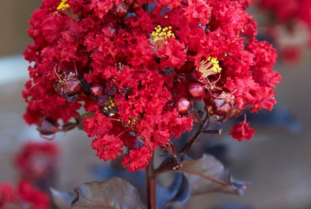 Black-Diamond-Red-Hot-Crape-Myrtle.jpg