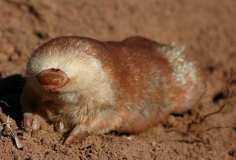 julianas-golden-mole-e1418963760259.jpg