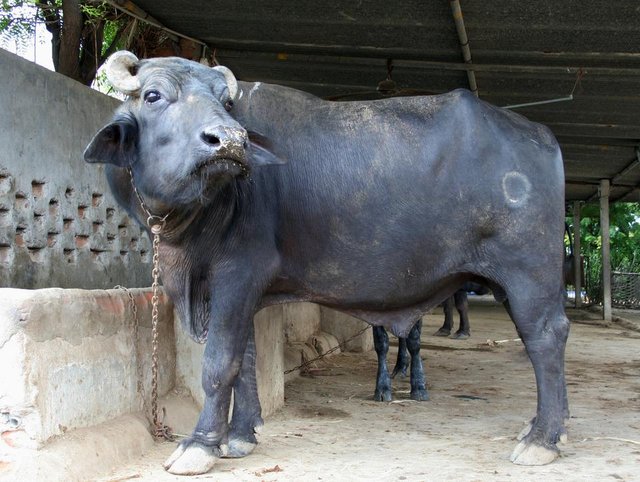 Water_buffalo_bull,_near_Mehsana,_Gujarat,_India,_4.jpg