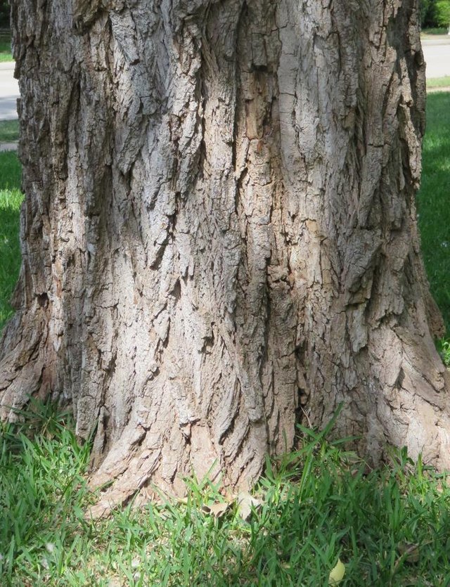 Cottonwood4.JPG