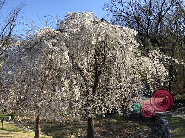 이상하게 생긴 벚꽃.png