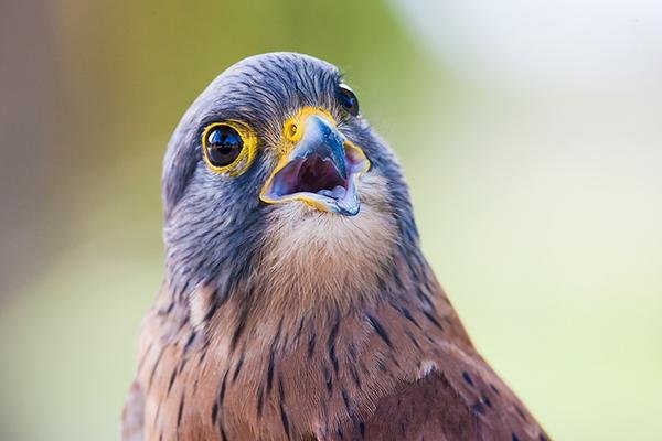 portrait-of-a-rock-kestrel-3029352_1280.jpg