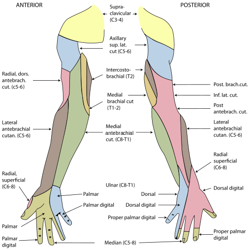 Diagram of segmental distribution of the cutaneous nerves of the right upper extremity..png