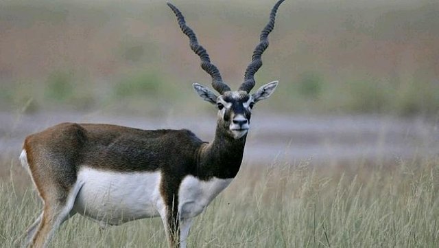 state animal of Punjab-Blackbuck — Steemit