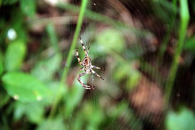 asturian-spider.jpg