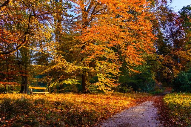 Resting place in an autumn park_DSC3558-Edit_1000px.jpg