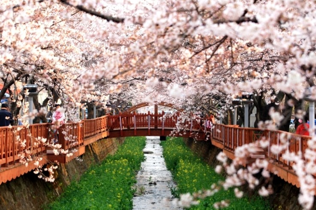 Jinhae-Cherry-Blossom-Festival-2017.png