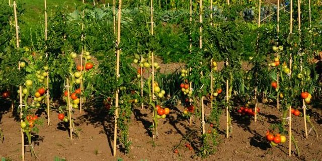 tomato plants news.aces.edu.jpg