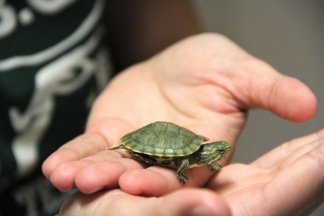 Turtle-Cute-Shell-Pet-823295.jpg