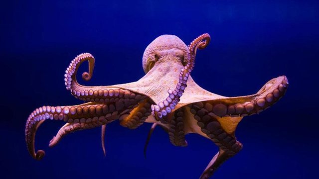 Alien-Octopuses-1.jpg