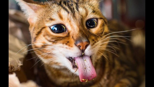 cat funny.jpg