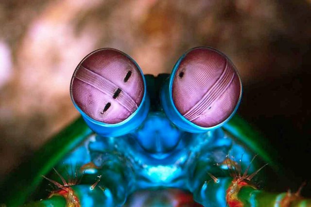 mantis-shrimp-eyes.jpg