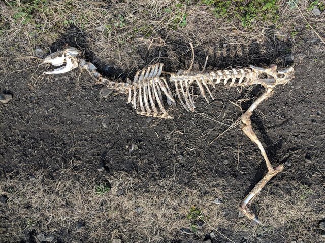 Deer Carcass on the Schuylkill River Trail