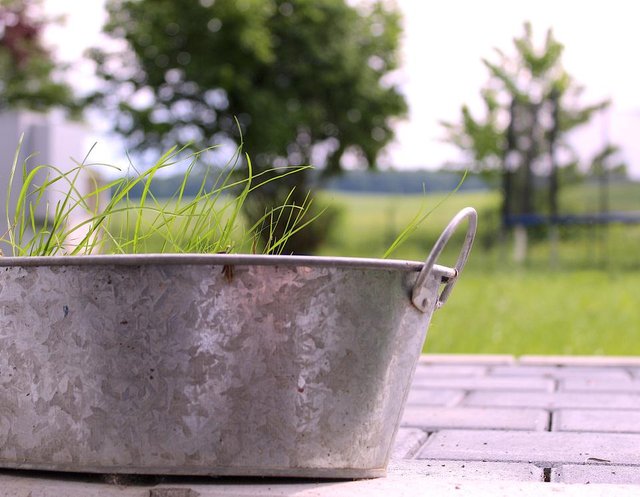 Gras1.jpg