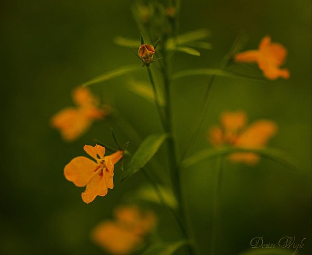 Flowers.jpg