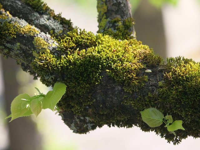 tree-3347785_1280.jpg