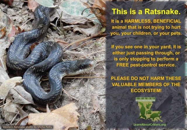 rat snakes.jpg
