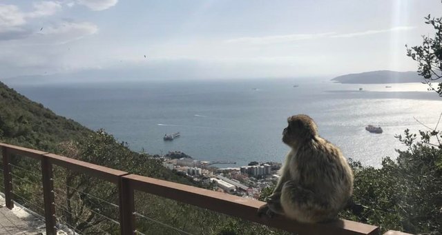 Gibraltar-the-rock-felsen-von-Gibraltar-Affen-Europa-Afrika-4.jpg