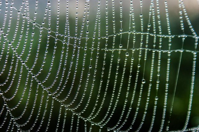 Morning dew on the web - by steve j huggett.jpg